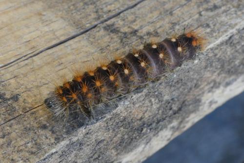 Réf. 184 677 : Acronicta auricoma